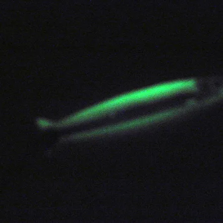 Silver Horde Coho Killer UV Glow Blizgė, Balta / Žalia, 5g, UV, #3004