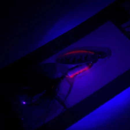 Worden’s Original Rooster Tail Sukriukė, Fire Tiger, 1/16oz, #RT.208.TNMT.B3