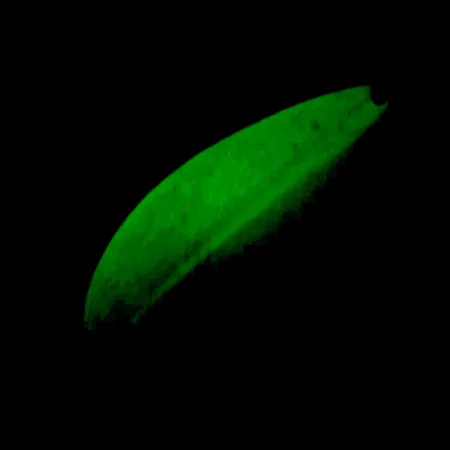 Blizgė TODDCO Main liner Glow UV, Balta/Geltona/Nikelis, 21g, UV, #5698