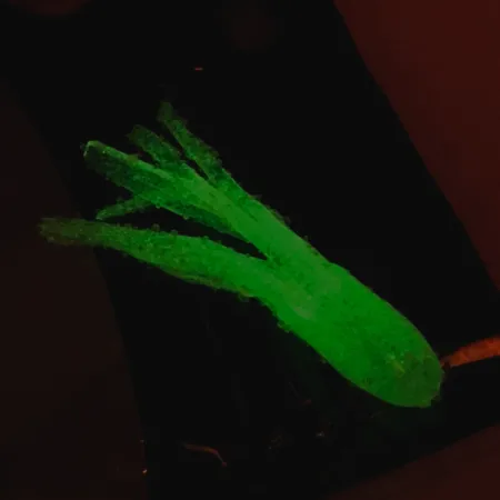 Bass Pro Shops Squermin' Squirts Tube, Baltas Glow, 3.5cm, Glow, #6094