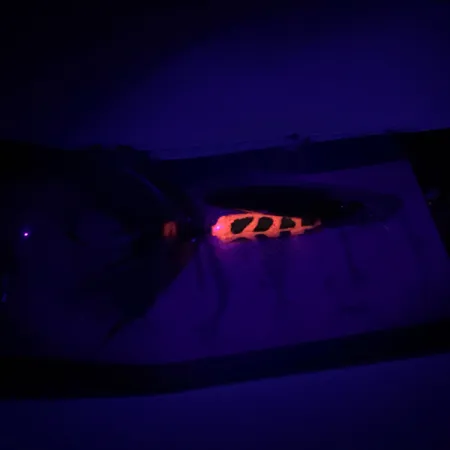 Yakima Bait Worden’s Original Rooster Tail Sukrė, Auksinė, 3,6g, #6598